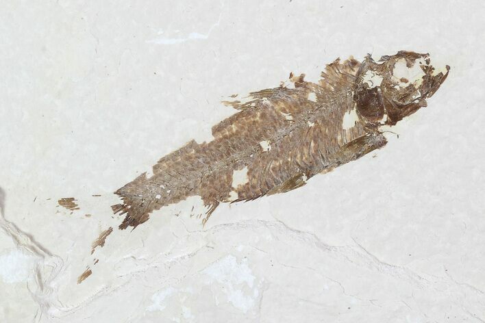 Detailed Fossil Fish (Knightia) - Wyoming #99235